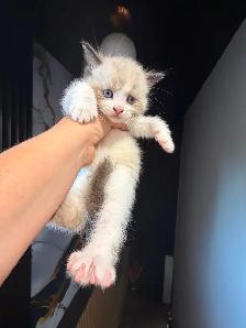 Ragdoll kitten Ready for New Loving home 2 white seal Blue eyes - Photo 6