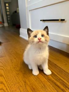 Ragdoll kitten Ready for New Loving home 2 white seal Blue eyes - Photo 7