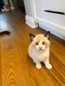 Ragdoll kitten Ready for New Loving home 2 white seal Blue eyes - Photo 8