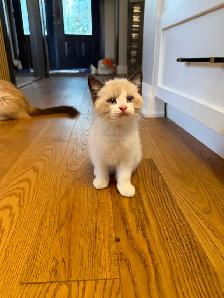 Ragdoll kitten Ready for New Loving home 2 white seal Blue eyes - Photo 9