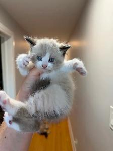 Ragdoll kitten Ready for New Loving home 2 white seal Blue eyes - Photo 10
