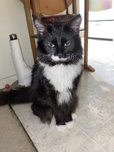 temporary foster home needed