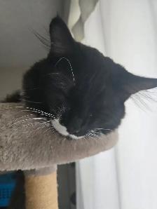 temporary foster home needed - Photo 3