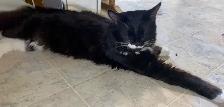 temporary foster home needed - Photo 4