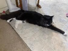 temporary foster home needed - Photo 5