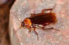 AFFORDABLE 24/7 PEST CONTROL! ELIMINEX PEST MANAGEMENT - Photo 7