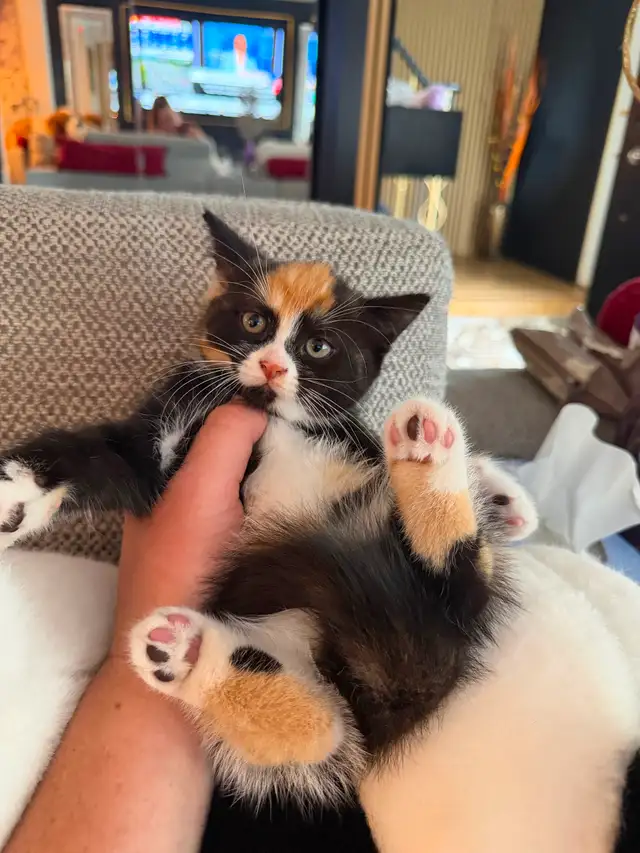 Ragdoll kittens Ready for New Loving home Female/Male available