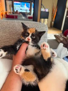 Ragdoll kittens Ready for New Loving home Female/Male available