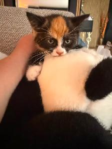Ragdoll kittens Ready for New Loving home Female/Male available - Photo 2