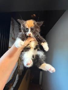 Ragdoll kittens Ready for New Loving home Female/Male available - Photo 4