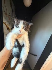 Ragdoll kittens Ready for New Loving home Female/Male available - Photo 5