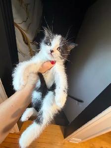 Ragdoll kittens Ready for New Loving home Female/Male available - Photo 6