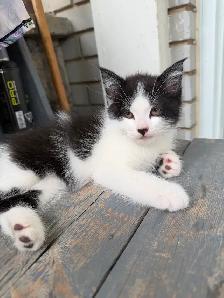 Ragdoll kittens Ready for New Loving home Female/Male available - Photo 7