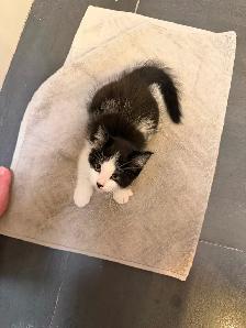 Ragdoll kittens Ready for New Loving home Female/Male available - Photo 8