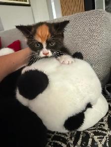 Ragdoll kittens Ready for New Loving home Female/Male available - Photo 9