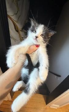 Ragdoll kittens Ready for New Loving home Female/Male available - Photo 10