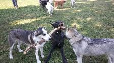 Pro Dog Walking – 10  Years Experience – Etobicoke & Mississauga - Photo 5