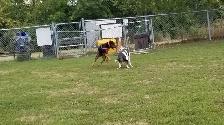 Pro Dog Walking – 10  Years Experience – Etobicoke & Mississauga - Photo 8