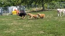 Pro Dog Walking – 10  Years Experience – Etobicoke & Mississauga - Photo 9