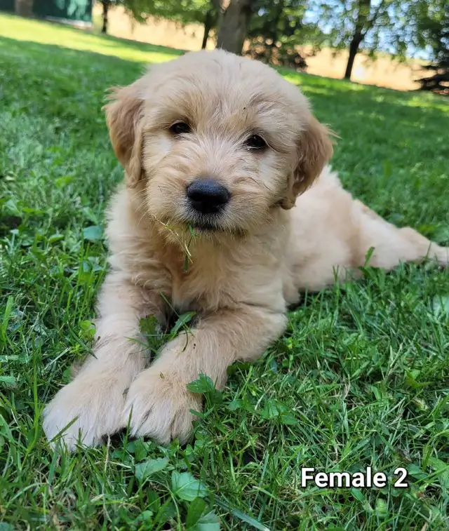 Adorable Goldendoodle Cross Puppies