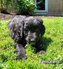 Adorable Goldendoodle Cross Puppies - Photo 2