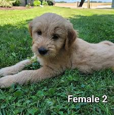 Adorable Goldendoodle Cross Puppies - Photo 3
