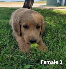 Adorable Goldendoodle Cross Puppies - Photo 4