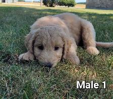 Adorable Goldendoodle Cross Puppies - Photo 5