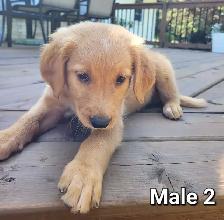 Adorable Goldendoodle Cross Puppies - Photo 6