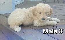 Adorable Goldendoodle Cross Puppies - Photo 7