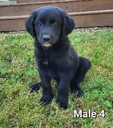 Adorable Goldendoodle Cross Puppies - Photo 8