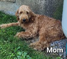 Adorable Goldendoodle Cross Puppies - Photo 9