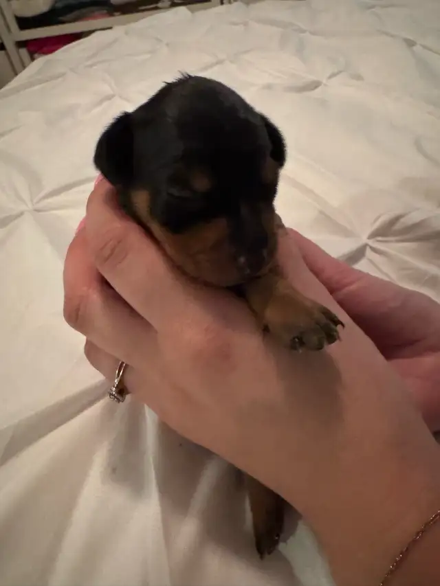 ❤️ ADORABLES CHIOTS PINSCHER À RÉSERVER ❤️
