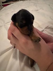 ❤️ ADORABLES CHIOTS PINSCHER À RÉSERVER ❤️