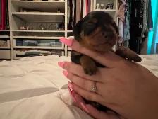 ❤️ ADORABLES CHIOTS PINSCHER À RÉSERVER ❤️ - Photo 2