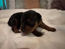 ❤️ ADORABLES CHIOTS PINSCHER À RÉSERVER ❤️ - Photo 3