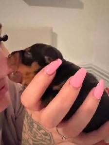 ❤️ ADORABLES CHIOTS PINSCHER À RÉSERVER ❤️ - Photo 4