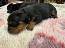 ❤️ ADORABLES CHIOTS PINSCHER À RÉSERVER ❤️ - Photo 5