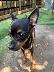 ❤️ ADORABLES CHIOTS PINSCHER À RÉSERVER ❤️ - Photo 6