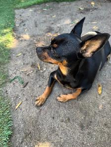 ❤️ ADORABLES CHIOTS PINSCHER À RÉSERVER ❤️ - Photo 7