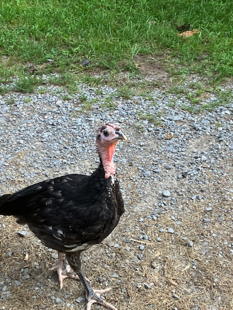 Young Turkey Tom