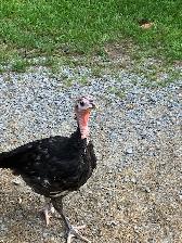 Young Turkey Tom