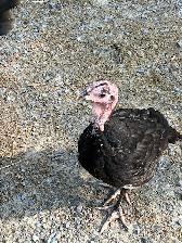 Young Turkey Tom - Photo 2