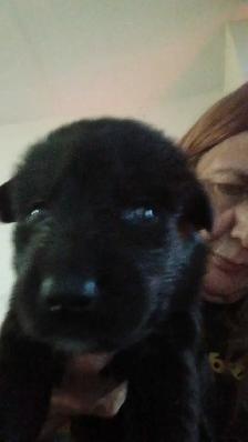 beautiful pups for sale