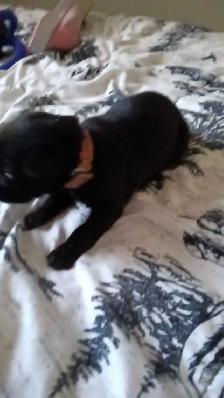 beautiful pups for sale - Photo 4