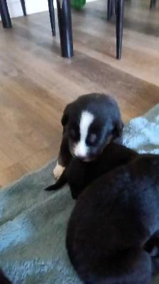 beautiful pups for sale - Photo 5