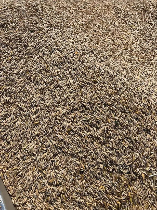 Oats for Sale
