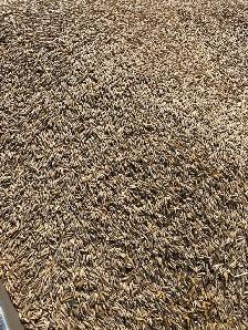 Oats for Sale