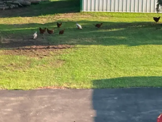 Laying Hens For Sale