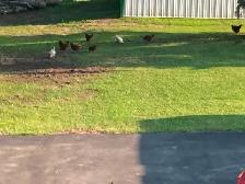 Laying Hens For Sale